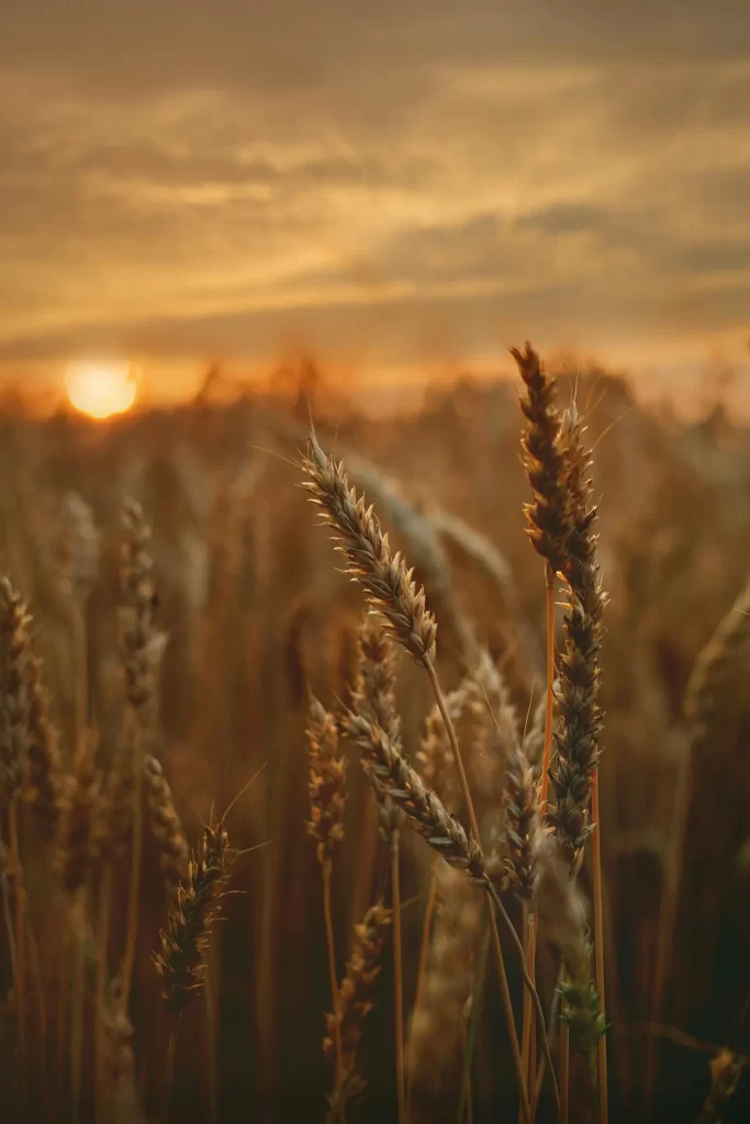Wheat-01a
