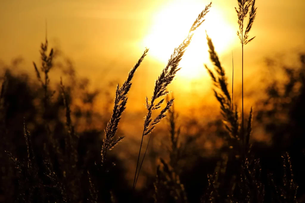 Wheat-05a